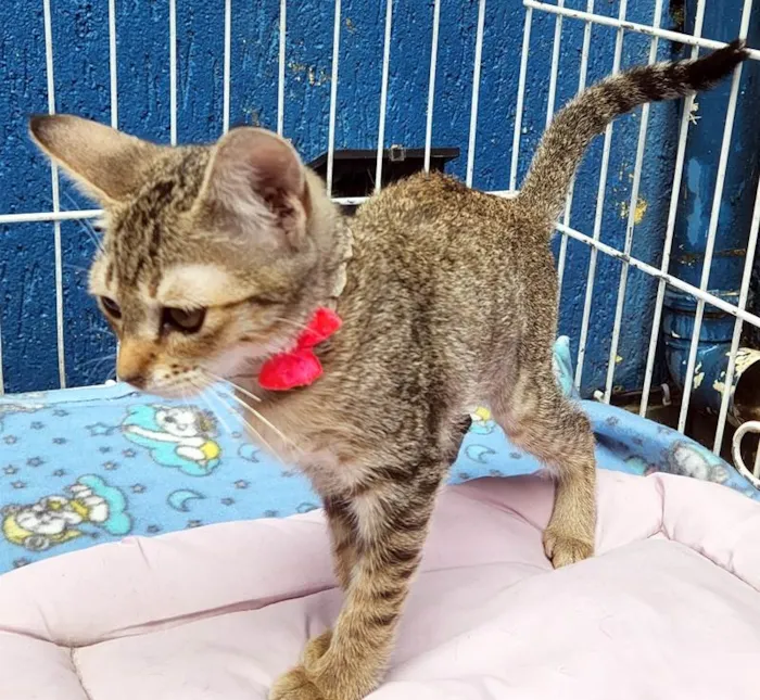 Gato raça SRD-ViraLata idade 2 a 6 meses nome GABI TIGRADA