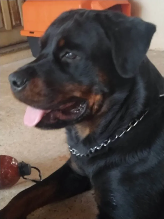 Cachorro ra a Rottweiler idade 2 anos nome Vitória