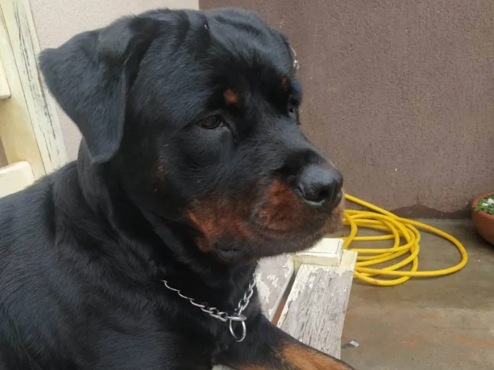 Cachorro ra a Rottweiler idade 2 anos nome Vitória