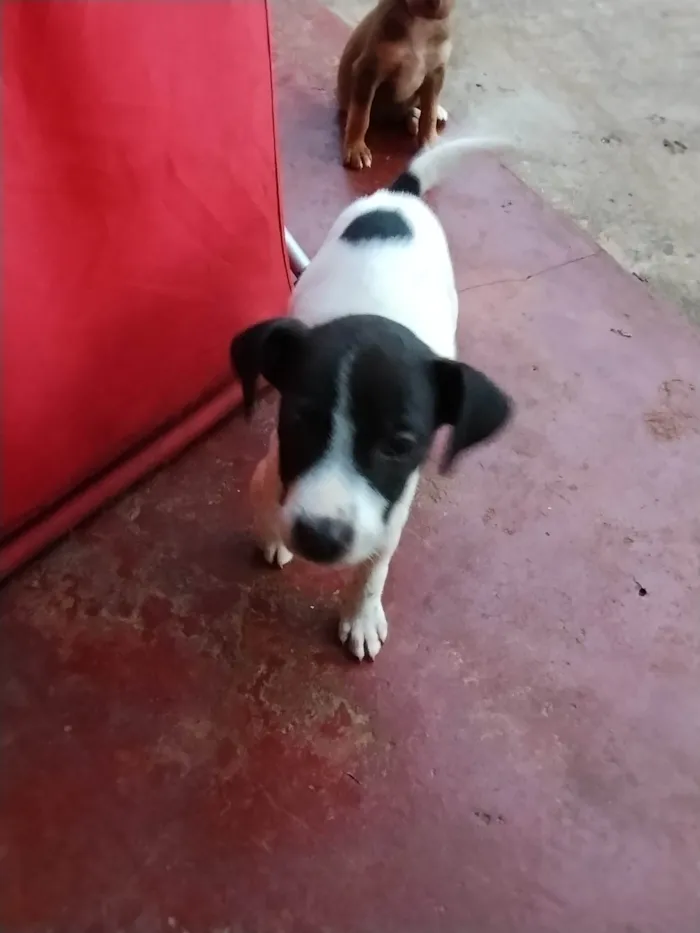 Cachorro ra a SRD-ViraLata idade Abaixo de 2 meses nome Escubi