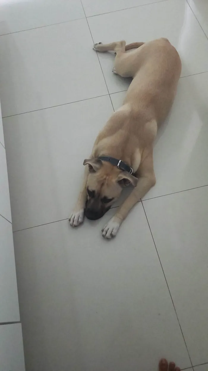 Cachorro ra a  idade 1 ano nome Cristal