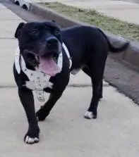 Cachorro ra a American Bully idade 5 anos nome Aquiles