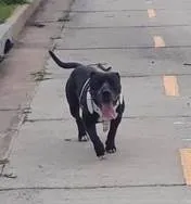 Cachorro ra a American Bully idade 5 anos nome Aquiles