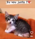 Gato raça Amor idade 2 a 6 meses nome Baunilha & Diana