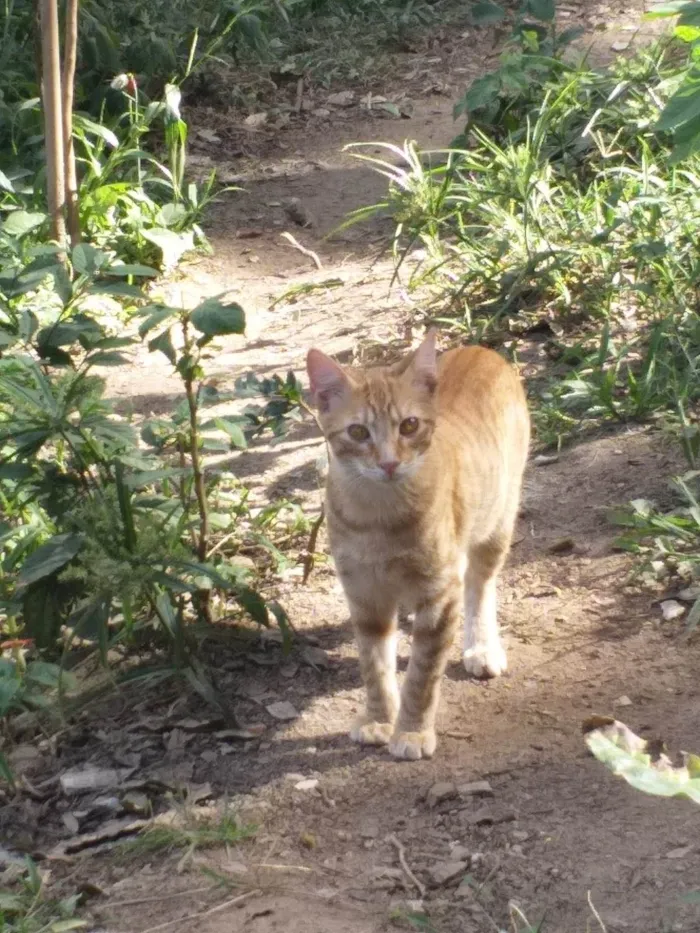 Gato ra a SRD-ViraLata idade 2 anos nome Acerola