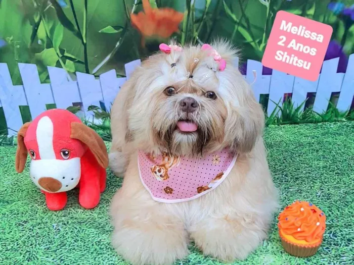 Cachorro raça Shitzu idade 2 anos nome Melissa 