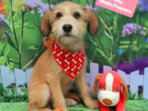 Cachorro raça SRD-ViraLata idade 2 a 6 meses nome Zen 