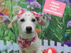 Cachorro raça SRD-ViraLata idade 2 a 6 meses nome Cristal 