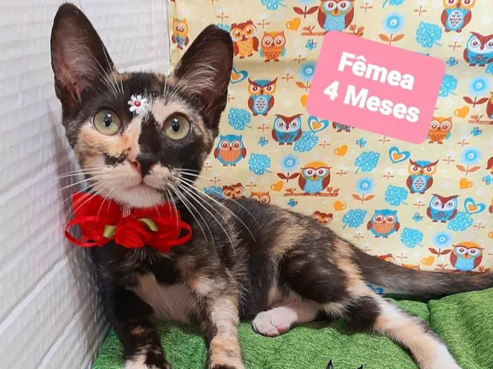 Gato raça SRD-ViraLata idade 2 a 6 meses nome Stella gata