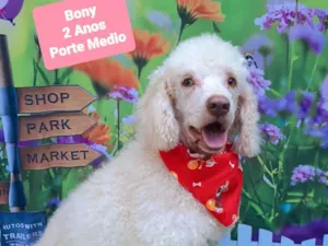 Cachorro raça Poodle idade 2 anos nome Bony