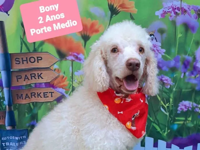 Cachorro raça Poodle idade 2 anos nome Bony