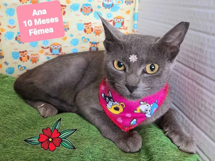Gato raça SRD-ViraLata idade 7 a 11 meses nome Ana gata