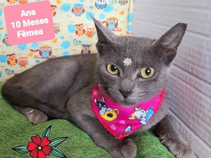 Gato raça SRD-ViraLata idade 7 a 11 meses nome Ana gata
