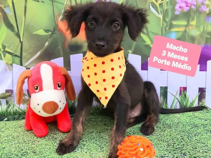 Cachorro raça SRD-ViraLata idade 2 a 6 meses nome Zequinha