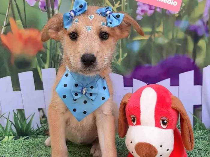 Cachorro raça SRD-ViraLata idade 2 a 6 meses nome Emily