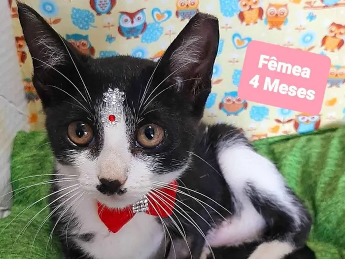 Cachorro raça SRD-ViraLata idade 2 a 6 meses nome Floquinho