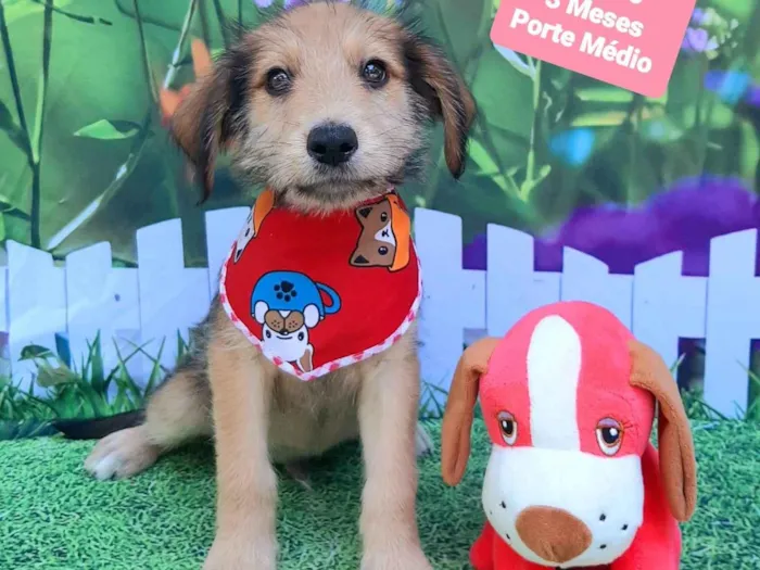 Cachorro raça SRD-ViraLata idade 2 a 6 meses nome Luquinhas 