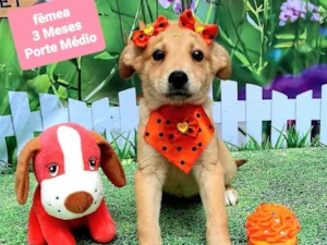 Cachorro raça SRD-ViraLata idade 2 a 6 meses nome Flor