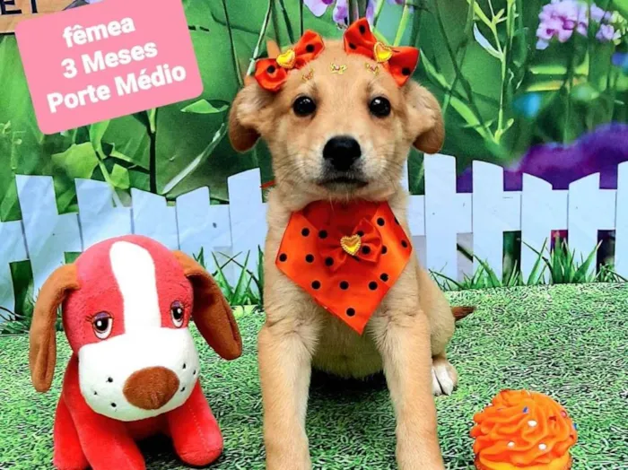 Cachorro raça SRD-ViraLata idade 2 a 6 meses nome Flor