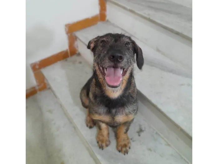 Cachorro ra a Curta idade 2 a 6 meses nome Ludy