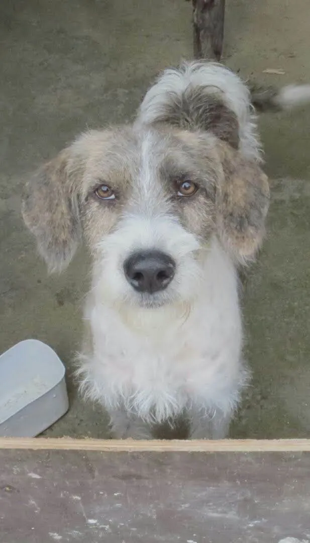 Cachorro ra a  idade 6 ou mais anos nome GRATIFICA - Tati