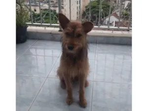 Cachorro raça SRD-ViraLata idade 1 ano nome Carrapicho