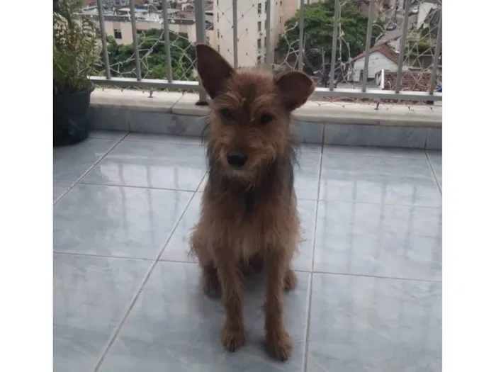 Cachorro ra a SRD-ViraLata idade 1 ano nome Carrapicho