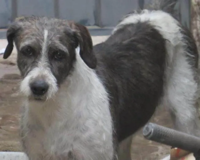 Cachorro ra a  idade 6 ou mais anos nome GRATIFICA - Tati