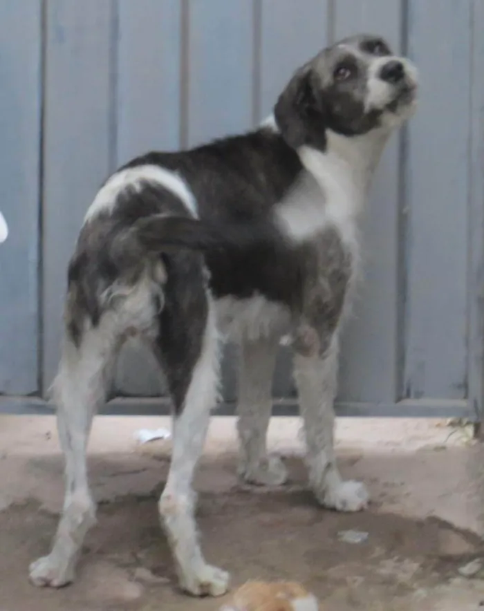 Cachorro ra a  idade 6 ou mais anos nome GRATIFICA - Tati