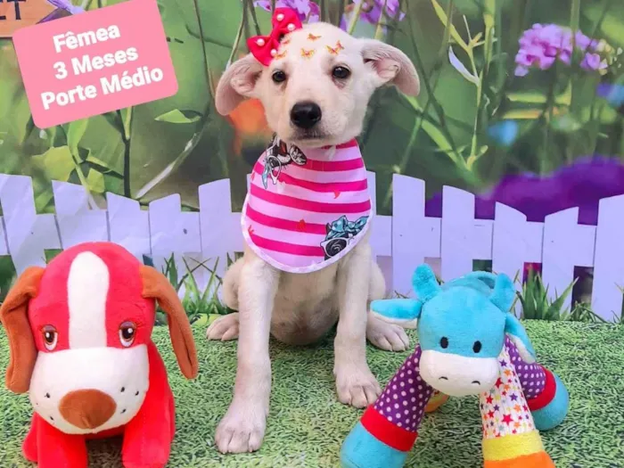 Cachorro raça SRD-ViraLata idade 2 a 6 meses nome Gaya 