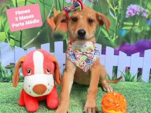 Cachorro raça SRD-ViraLata idade 2 a 6 meses nome Guta 