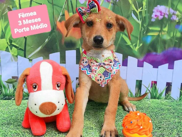 Cachorro raça SRD-ViraLata idade 2 a 6 meses nome Guta 