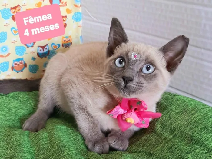 Gato raça SRD-ViraLata idade 2 a 6 meses nome Gordinha gata