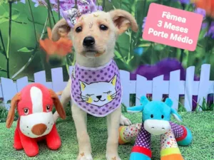 Cachorro raça SRD-ViraLata idade 2 a 6 meses nome Maze