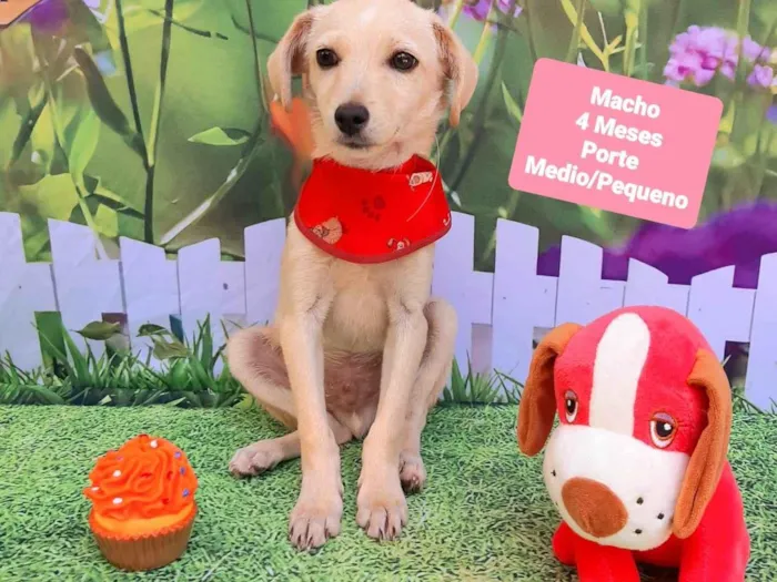 Cachorro raça SRD-ViraLata idade 2 a 6 meses nome Chiquinho