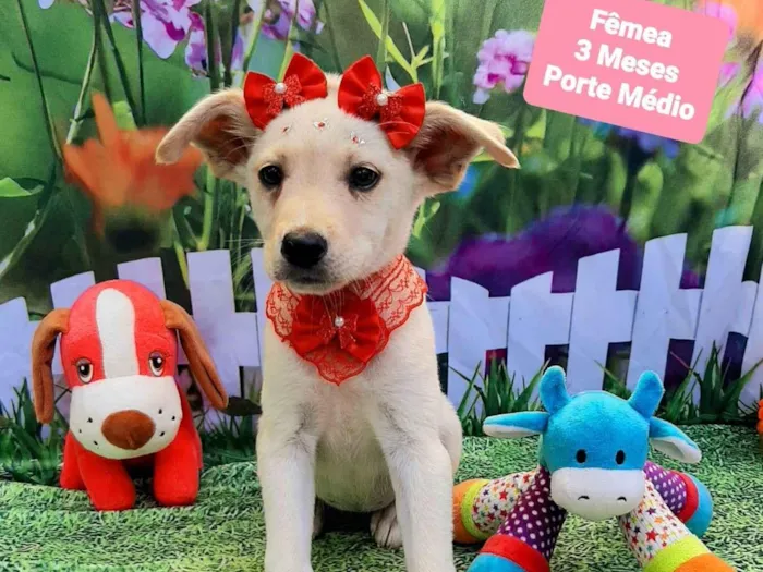 Cachorro raça SRD-ViraLata idade 2 a 6 meses nome Cloe