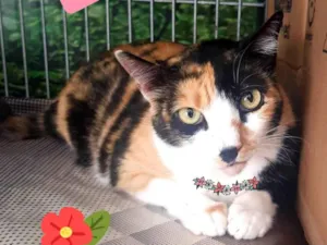 Cachorro raça SRD-ViraLata idade 2 anos nome Milla gata