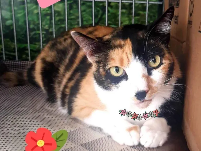 Cachorro raça SRD-ViraLata idade 2 anos nome Milla gata