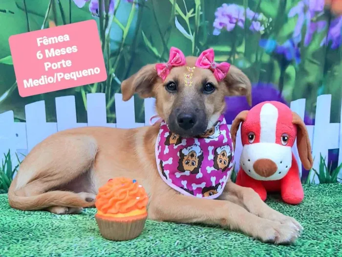 Cachorro raça SRD-ViraLata idade 2 a 6 meses nome Claudia 