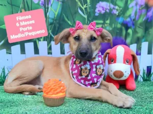 Cachorro raça SRD-ViraLata idade 2 a 6 meses nome Claudia 