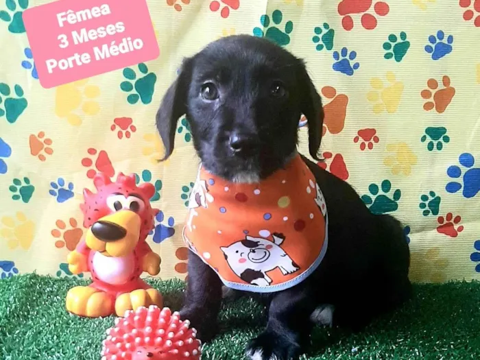 Cachorro raça SRD-ViraLata idade 2 a 6 meses nome Larissa 