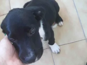 Cachorro raça SRD-ViraLata idade 2 a 6 meses nome Não tem nome ainda