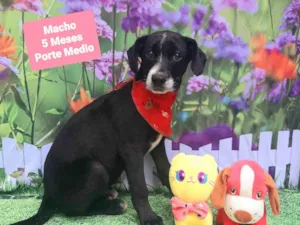 Cachorro raça SRD-ViraLata idade 2 a 6 meses nome Nicolas 