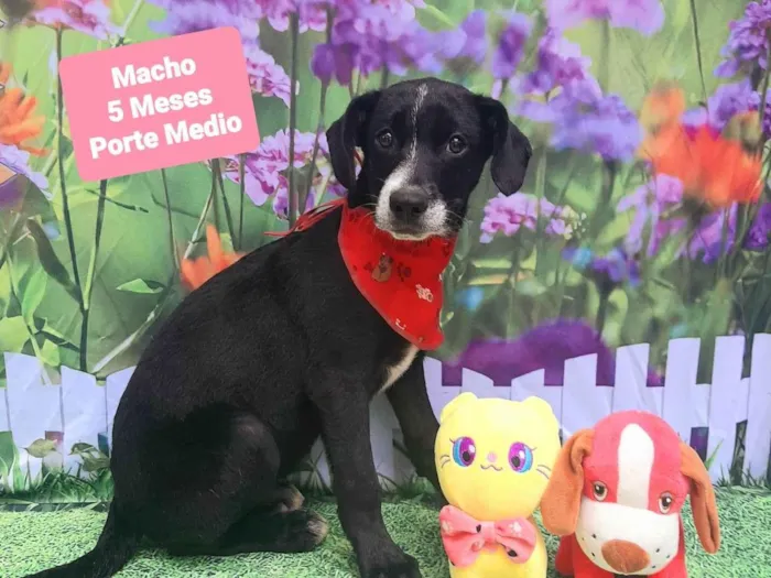 Cachorro raça SRD-ViraLata idade 2 a 6 meses nome Nicolas 