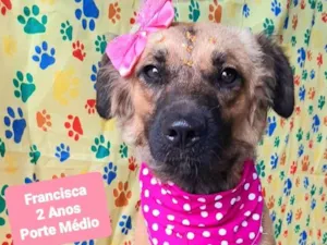 Cachorro raça SRD-ViraLata idade 2 anos nome Francisca