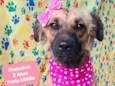 Cachorro raça SRD-ViraLata idade 2 anos nome Francisca