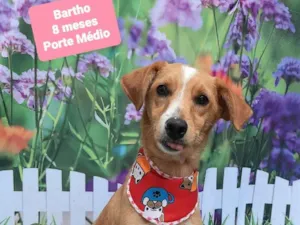 Cachorro raça SRD-ViraLata idade 7 a 11 meses nome Bartho 