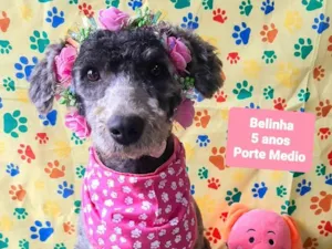 Cachorro raça SRD-ViraLata idade 5 anos nome Belinha 