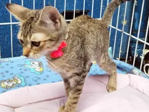 Gato raça SRD-ViraLata idade 2 a 6 meses nome GABI TIGRADA