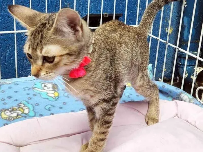 Gato raça SRD-ViraLata idade 2 a 6 meses nome GABI TIGRADA